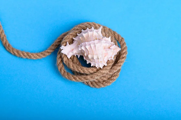 White seashell on a rope in blue background — Stock Photo, Image