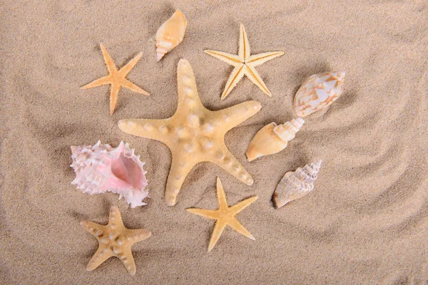 Rozgwiazdy i muszle na czystym piasku — Zdjęcie stockowe