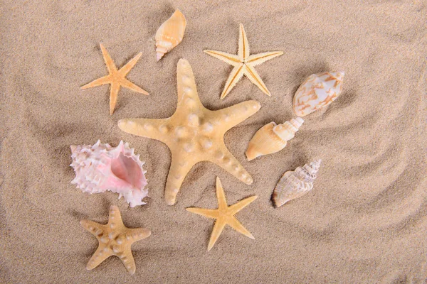 Starfish and seashells on clean sand — Stock Photo, Image