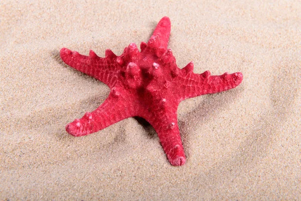Red starfish on clean sand — Stock Photo, Image