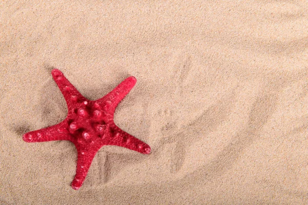 Rode zeester op schoon zand — Stockfoto