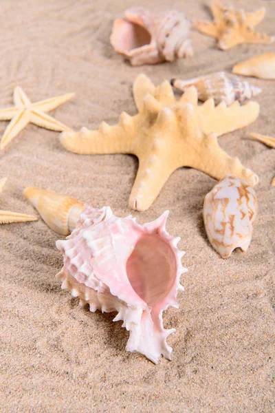 Rozgwiazdy i muszle na czystym piasku — Zdjęcie stockowe