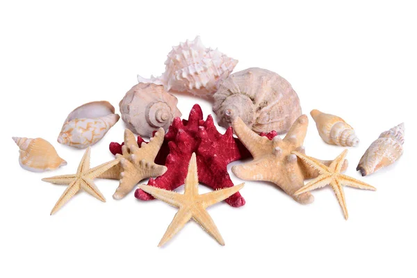 Tengeri csillag seashells kagyló elszigetelt — Stock Fotó