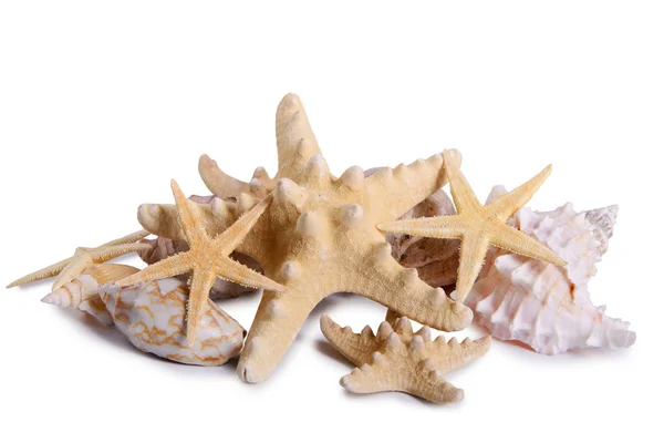 Starfish schelpen schelpdieren geïsoleerd — Stockfoto