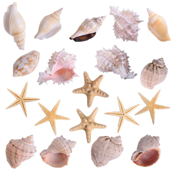 Conchiglie di stelle marine molluschi set — Foto Stock