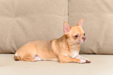 Oyuncak koltukta oturan korkunç köpek