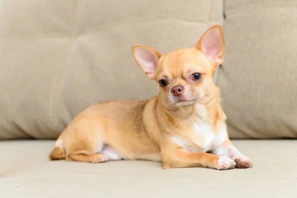 Hundespielzeug Terrier sitzt auf Sofa — Stockfoto