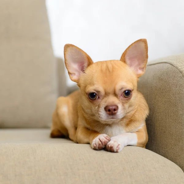 Hundespielzeug Terrier sitzt auf Sofa — Stockfoto