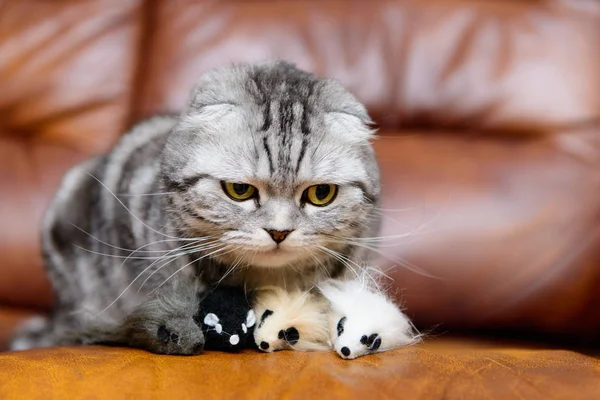 Γκρι γάτα παίζει με τα παιχνίδια της γάτα — Φωτογραφία Αρχείου