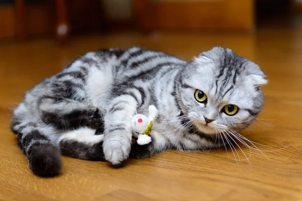 灰色の猫猫のおもちゃで遊んで — ストック写真