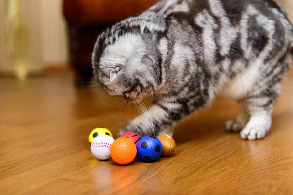 Gato gris jugando con gato juguetes — Foto de Stock