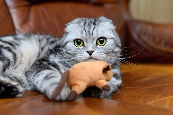 Gatto grigio che gioca con i giocattoli del gatto — Foto Stock