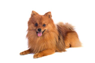 Güzel karamel renkli köpek