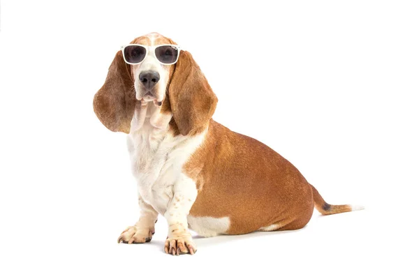 Basset hound met bril — Stockfoto