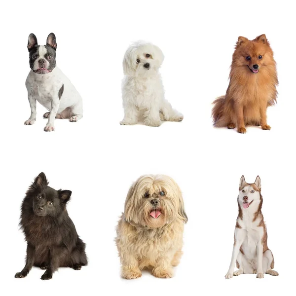 Altı köpek siting