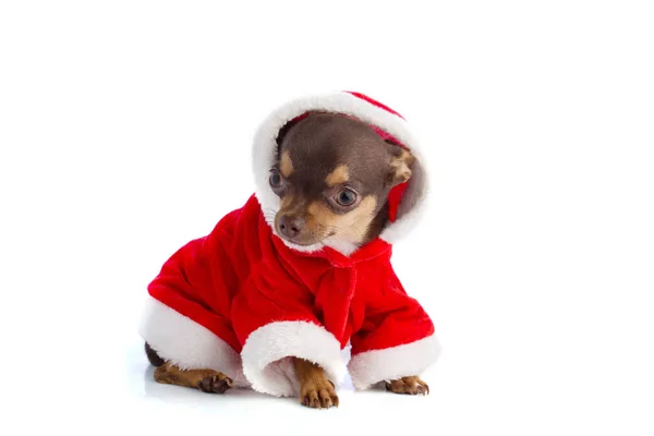 Chihuahua joven con un vestido de Santa Claus — Foto de Stock