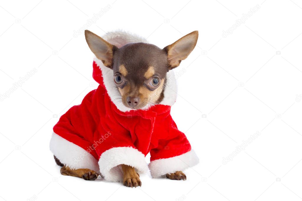 Young chihuahua  with a Santa Claus dress