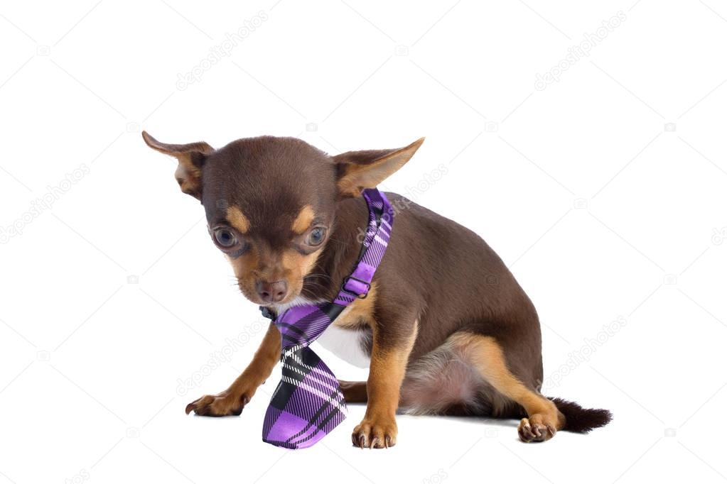 Young chihuahua with a tie