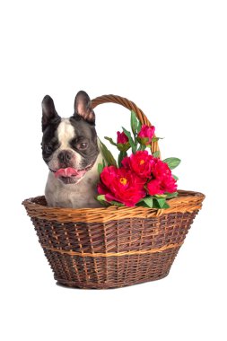 Sepet içinde Fransız buldozer