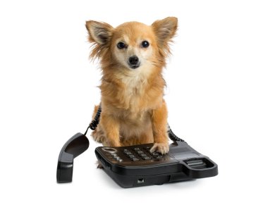 Chihuahua arıyor