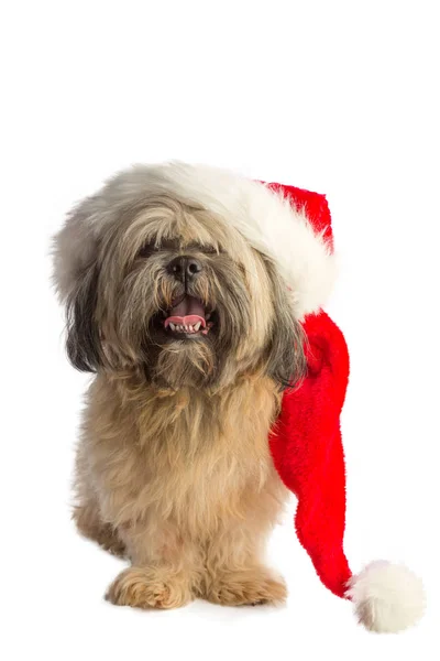 Lhasa apso mit weihnachtsmann-hut — Stockfoto