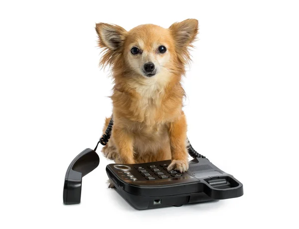 Chihuahua está a telefonar. — Fotografia de Stock