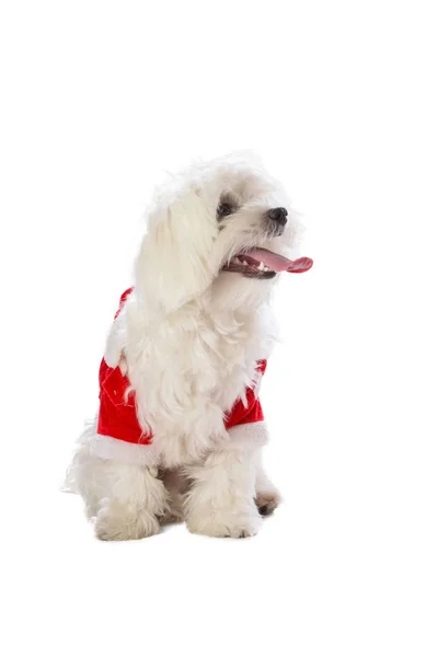 Precioso bichon sobre fondo blanco en Navidad — Foto de Stock