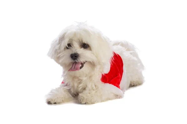 Precioso bichon sobre fondo blanco en Navidad — Foto de Stock