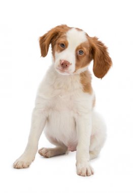 Brittany spaniel ayarı