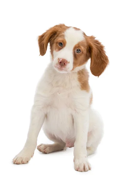 Brittany spaniel ajuste —  Fotos de Stock