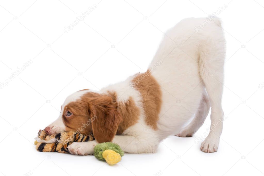 Puppy brittany spaniel playing
