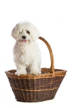 Sepet içinde beyaz arka plan üzerinde güzel bichon