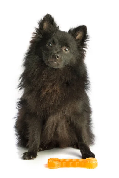 Schwarzpomeranien — Stockfoto