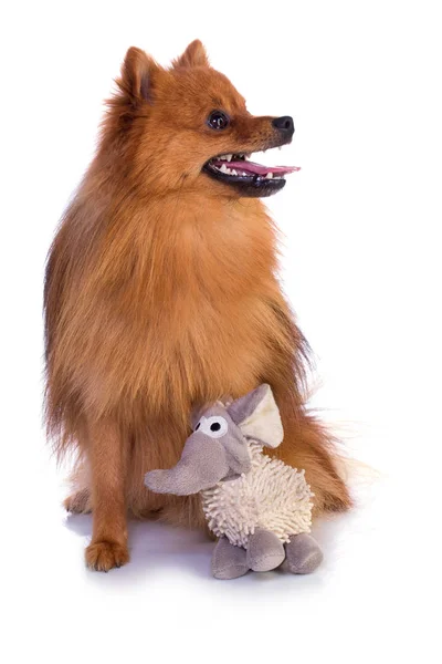 Прекрасная карамельная собака — стоковое фото