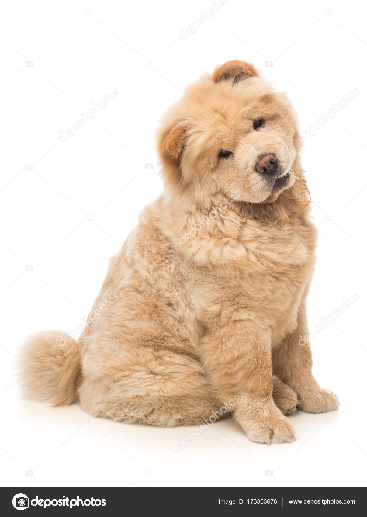 Beige chow cheap chow