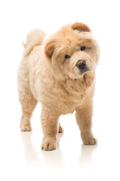 Chow-chow bege — Fotografia de Stock