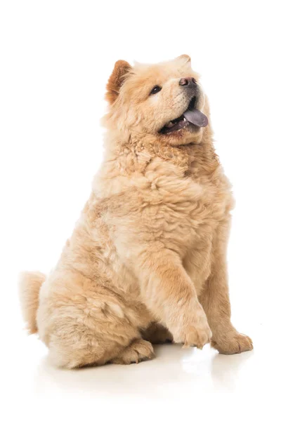 Chow-Chow-beige — Stockfoto