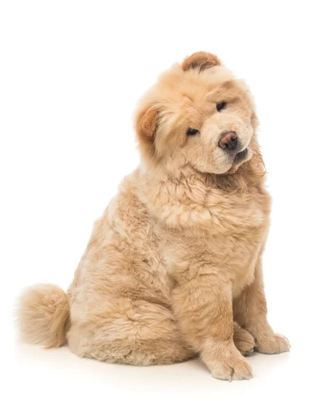 Chow-chow beige — Stockfoto