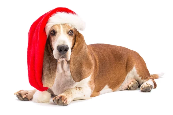 Bassetthund mit Weihnachtsmütze — Stockfoto