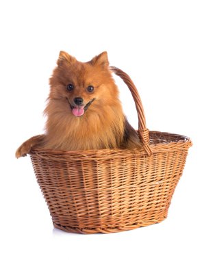 Güzel karamel renkli köpek