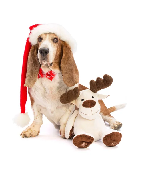 Bassetthund mit Weihnachtsmütze — Stockfoto