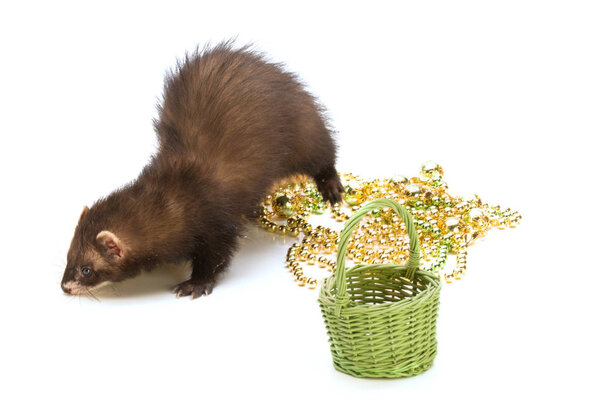 Хорёк с голубыми глазами с корзиной
