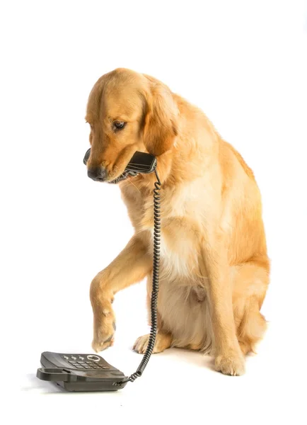 Altın geri almak telefon