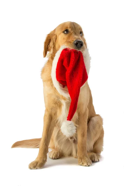 Golden Retriever mit Weihnachtsmann-Hut — Stockfoto