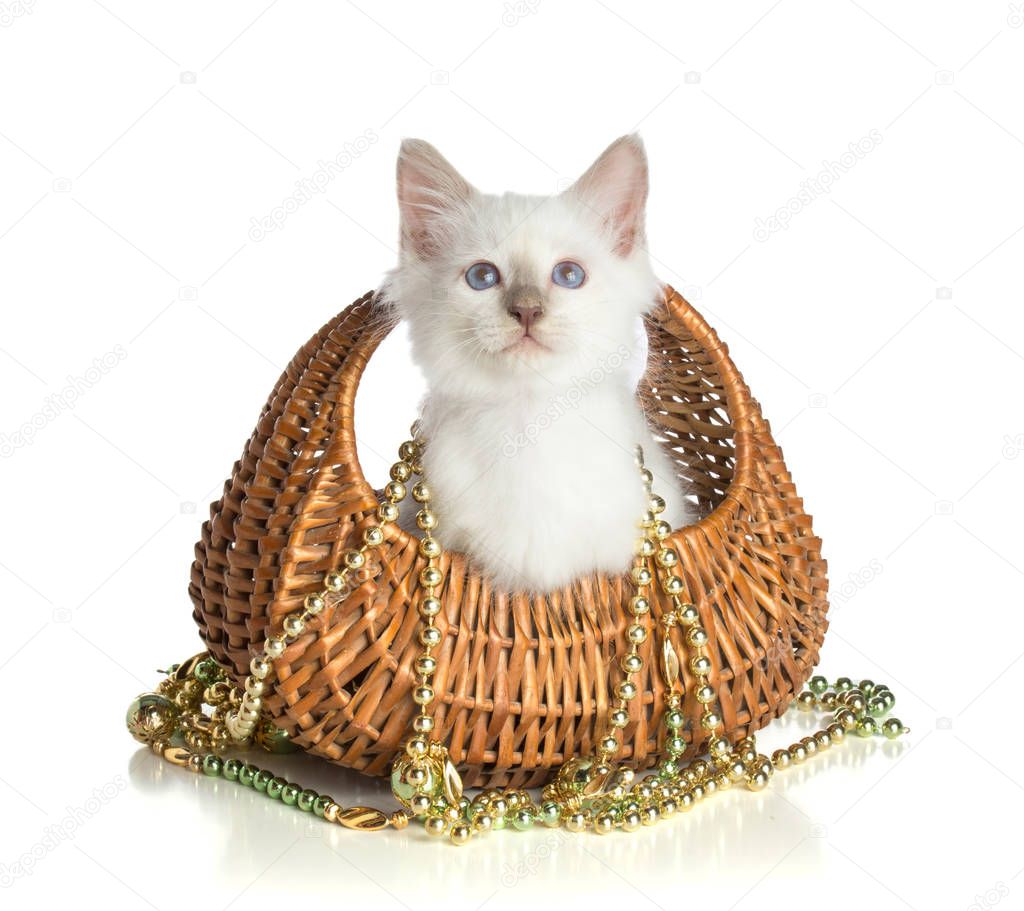 Lovely kitten, sacred Cat of Burma in basket