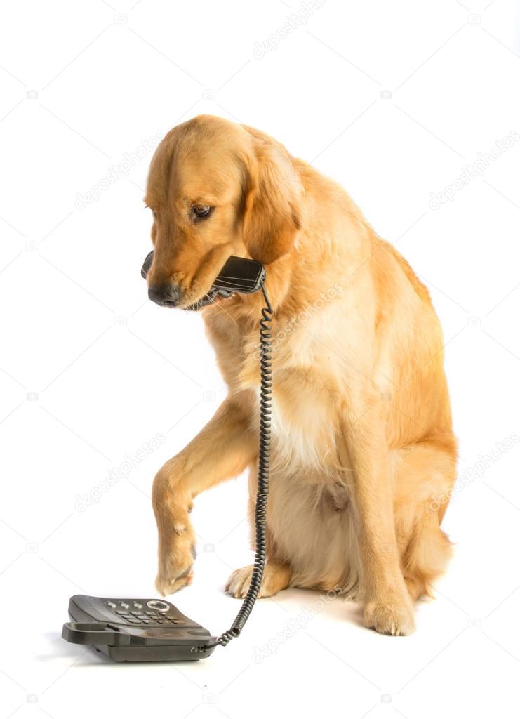 Golden retriever phone