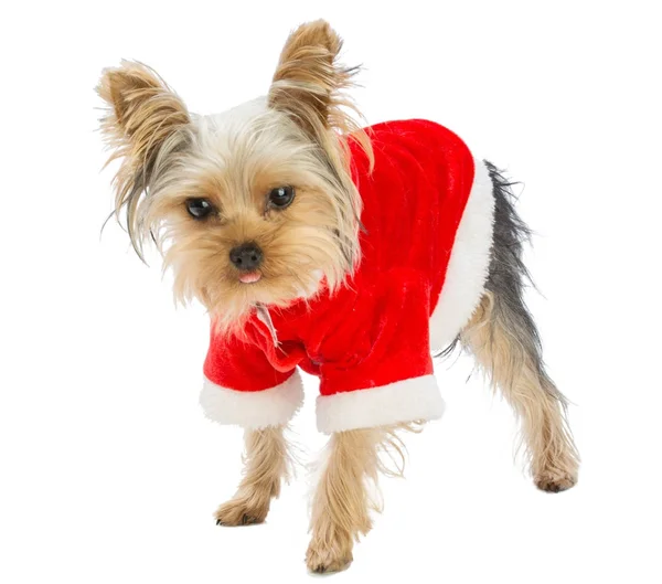 Yorkshire terrier with Santa's coat — Stock Photo, Image