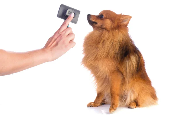 Adorável cão de cor de caramelo é escovado — Fotografia de Stock
