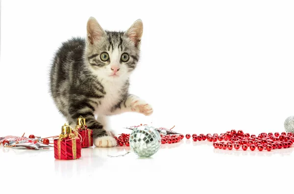 Noel dekorasyonu ile oynayan yavru kedi