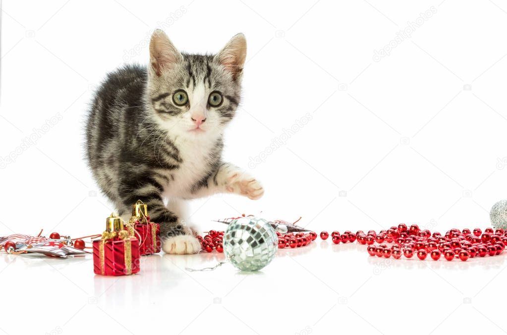 Kitten playing with Christmas decoration